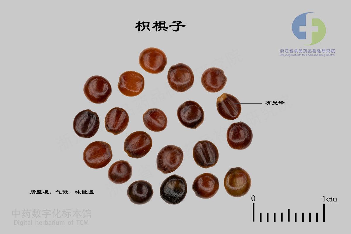 枳椇子 标本影像